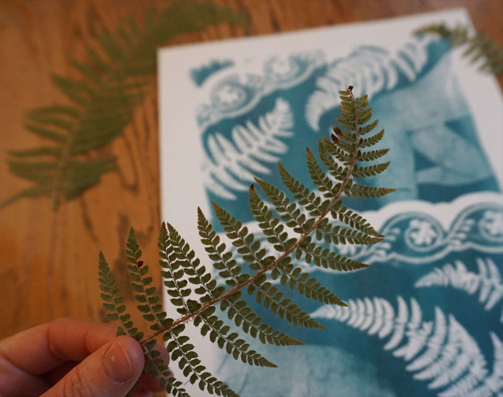 plante et wild